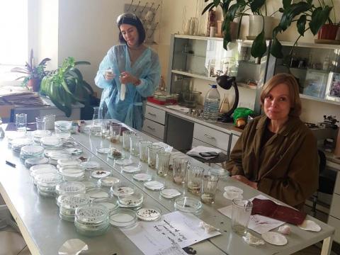 Биологи КФУ создают «Атлас лекарственных растений Республики Татарстан»