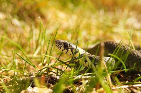 Эксперт КФУ: «Змеи в Татарстане проснулись на две–три недели раньше обычного»