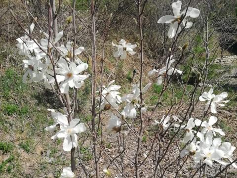 В Ботаническом саду КФУ распустились первые цветы магнолии