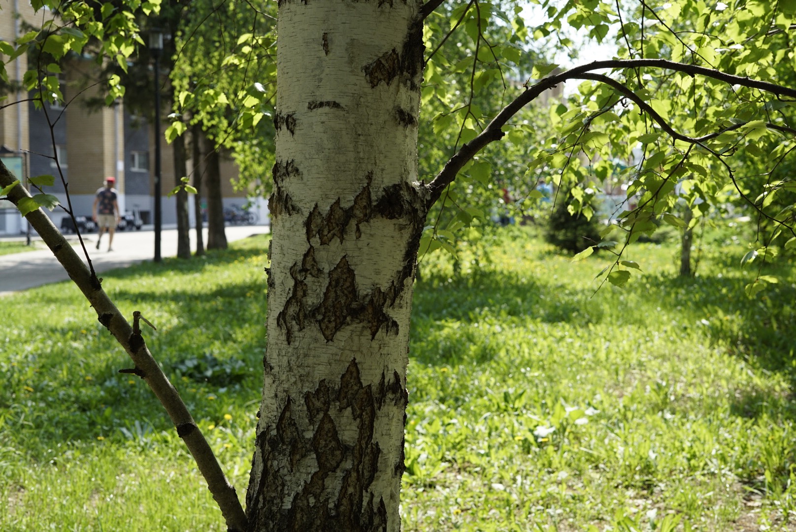 Пыльца березы в нижнем. Лесопарк Березки Подольск. Береза в Воронцовском парке. Береза в Индии. Береза в Волгограде.