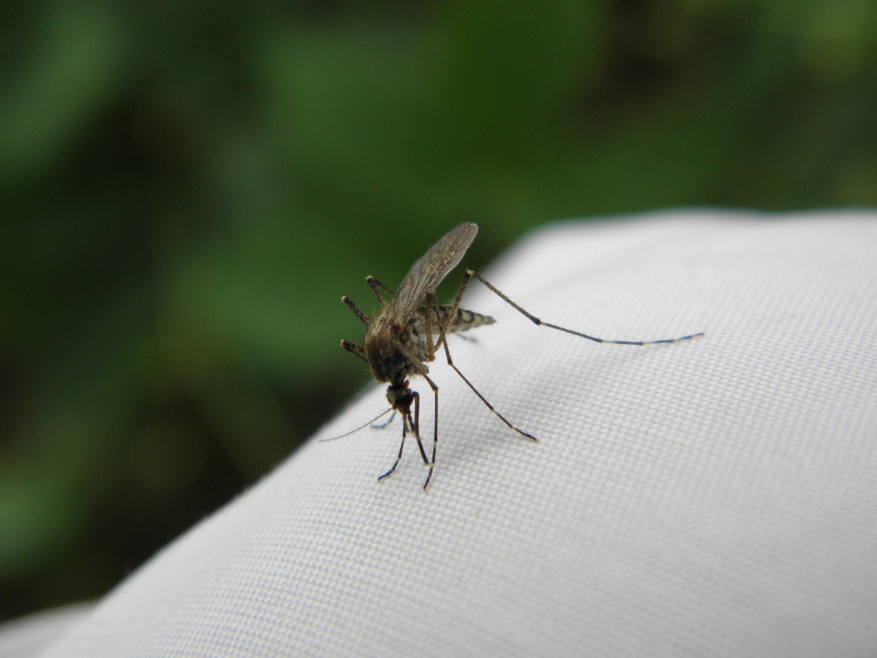 маленькие комары
