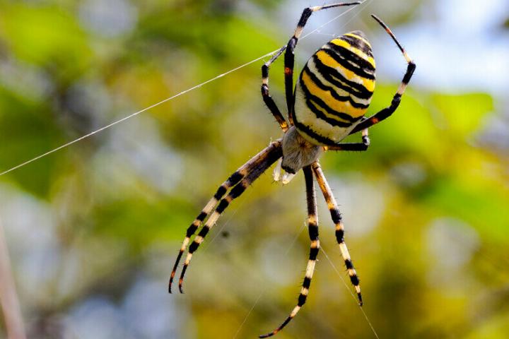 паук с желтыми лапками
