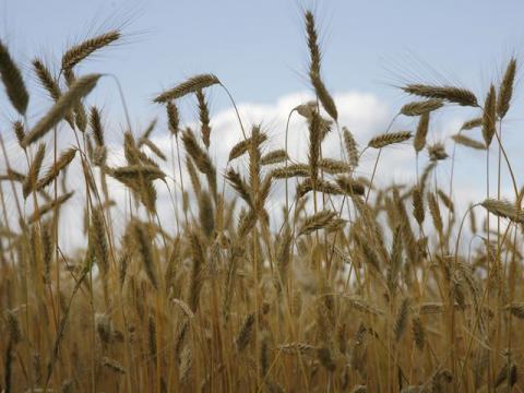 Ученые КФУ: «Погода сильно повлияла на состояние сельскохозяйственных культур»