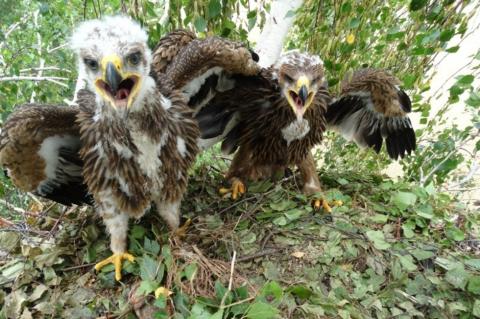Ученые Елабужского института КФУ проводят мониторинг гнездования редкого вида птиц на территории Татарстана 