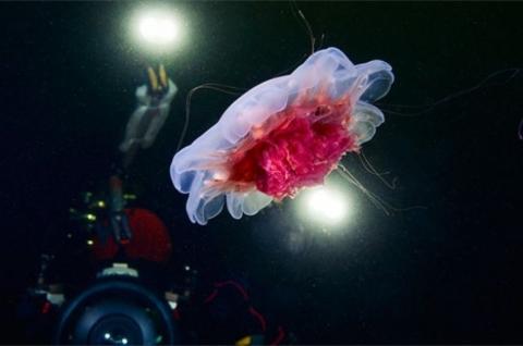 В Институте физики КФУ показали фильм о подводном «космосе с пришельцами»