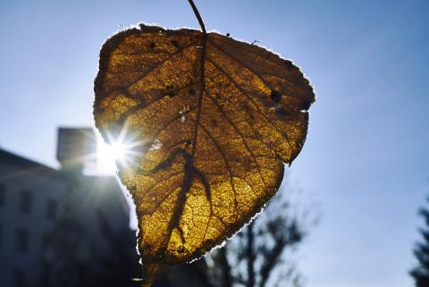 Химик КФУ выступит с лекцией «Почему осенью все умирает?»