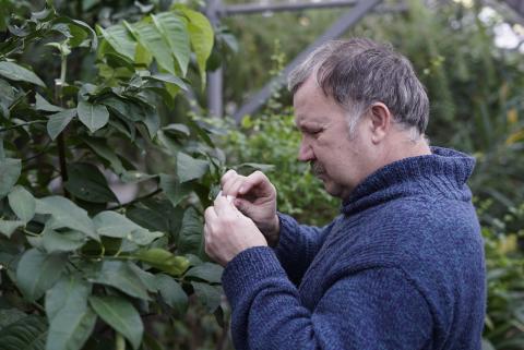 Эксперимент в КФУ: в Ботаническом саду пытаются избавиться от мучнистого червеца при помощи златоглазки