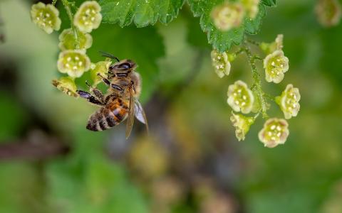 Профессор КФУ: «Пчелы – уникальный биоиндикатор состояния окружающей среды»
