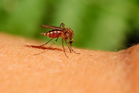 Ученый КФУ рассказал о сезонном нашествии комаров