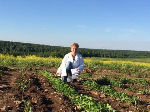 Ученые КФУ поставили задачу - ввести в рацион россиян капусту кейл