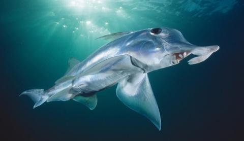 Ученый КФУ дал новое описание древнему виду химеровых рыб