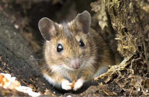 Эксперт КФУ рассказал об опасности заражения «мышиной лихорадкой»