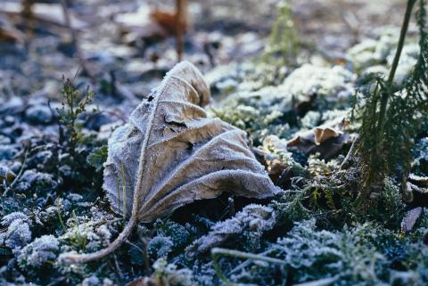 Эксперт КФУ: «В ноябре будет теплее, а в декабре – холоднее, чем обычно»