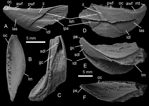Cамых древних в мире химерообразных рыб описали ученые КФУ