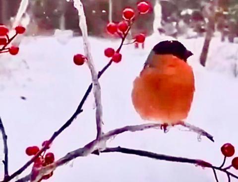 Птиц в рамках проекта «Российская зима» изучают в Казанском университете