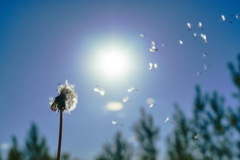 Профессор КФУ: «Сезон пыльцевой аллергии в самом разгаре»