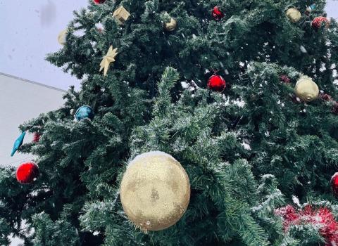Как выбрать новогоднюю елку, рассказали эксперты