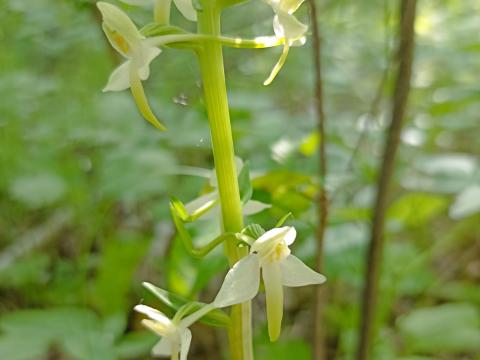 Ученые КФУ впервые обнаружили в Татарстане орхидею любка зеленоцветковая