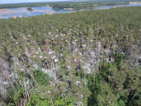 Ученые КФУ выяснили, что сосновый лес в Татарстане погибает из-за серых цапель