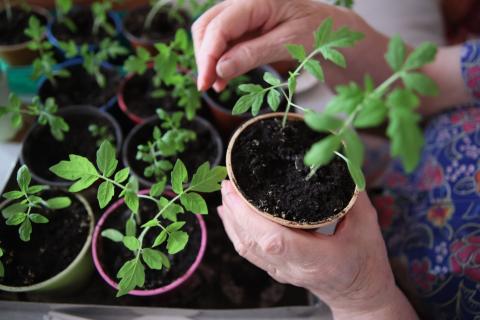 Огород на подоконнике: как вырастить дома микрозелень и экзотические фрукты, рассказал биолог КФУ
