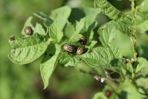 Есть ли панацея от колорадского жука – мнение энтомолога КФУ 
