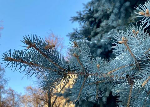 Ждать ли морозов и снегопадов в предновогодье и новогоднюю ночь, рассказали метеорологи