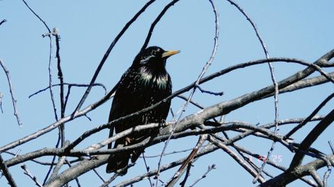 Орнитолог КФУ рассказал, какие птицы не спешат в теплые края