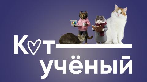 Ученые коты ищут дом: социальный проект КФУ и приюта «Теремок Забота» продолжается