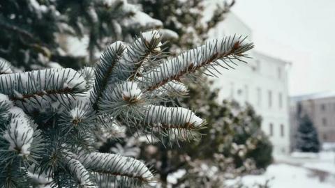 Ученый КФУ рассказал, какие нежданные гости могут притаиться в покупных елях