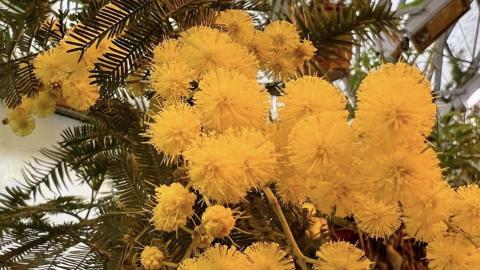 В Ботаническом саду Казанского университета цветут акация и калина вечнозеленая