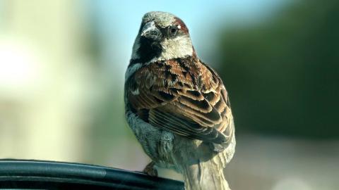 Ученый КФУ объяснил итоги мониторинга воробьев 