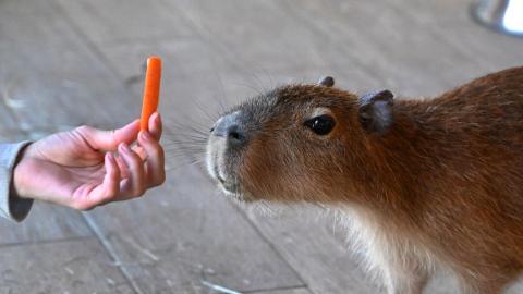Эксперт КФУ рассказала, что стоит за трендом на зоокафе