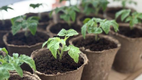 Эксперт КФУ объяснил, почему ранний посев вредит рассаде и как не остаться без томатов