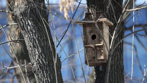 Дома для птиц были созданы под научным кураторством КФУ