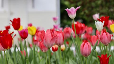 В преддверии 8 марта эксперты КФУ научат горожан ухаживать за растениями