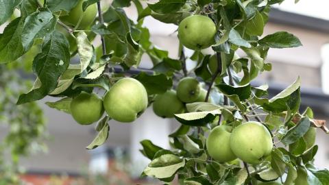 Лайфхаки биолога КФУ: как садоводам «подкормить» участок к дачному сезону