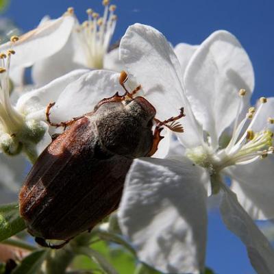 Энтомолог КФУ рассказал, с чем связано нашествие майских жуков на Казань