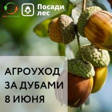 Проект «Посади лес»
